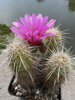Echinocereus enneacanthus